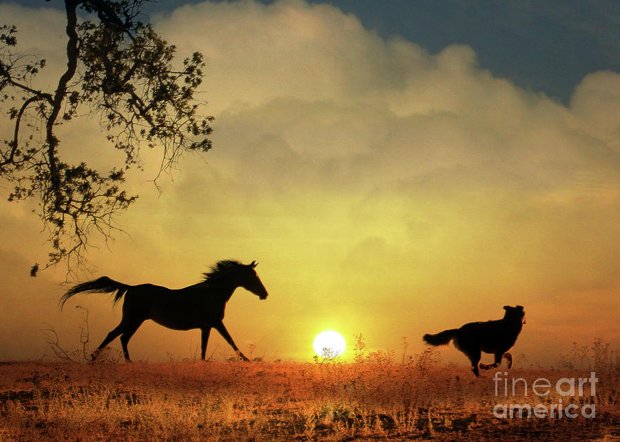Whimsical Dog and Horse Kindred Souls Photograph by Stephanie Laird