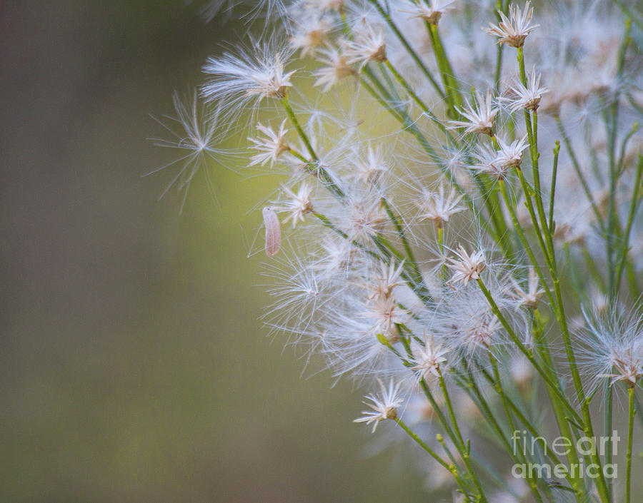Whimsical weeds Photograph by Ruth Jolly