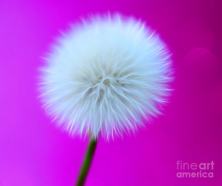 Flower Digital Art - Whimsy Wishes by Krissy Katsimbras