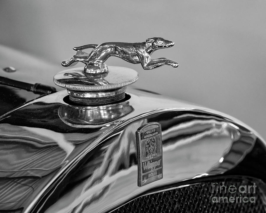 Whippet Hood Ornament Photograph by Dennis Hedberg