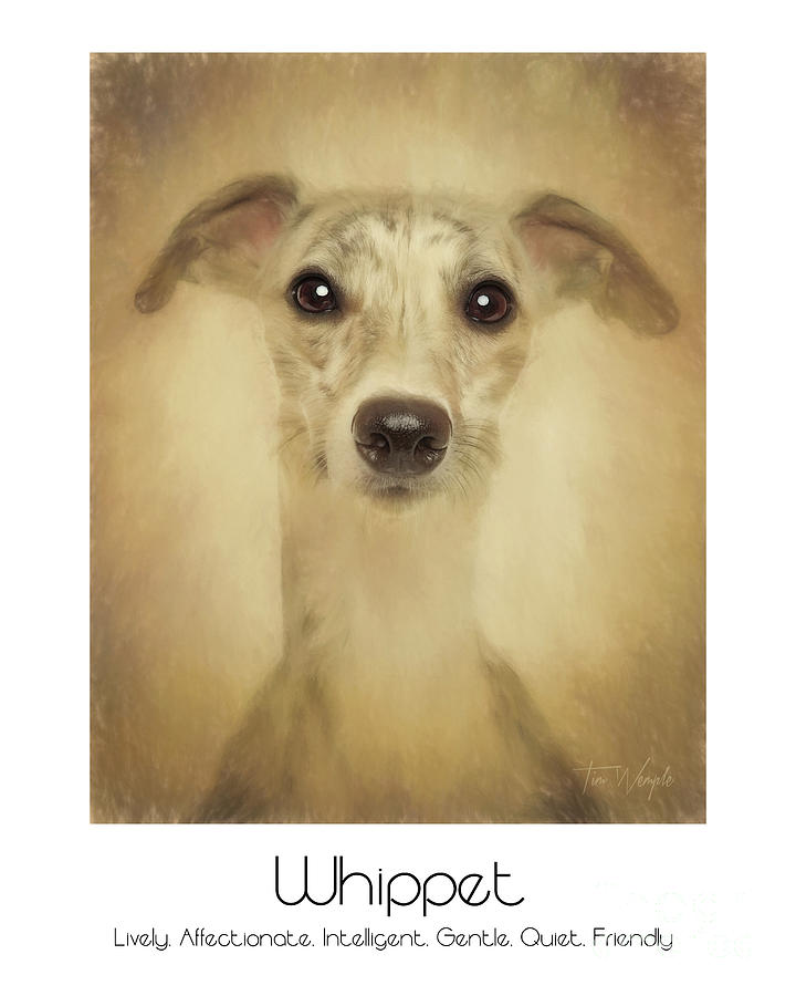Whippet Poster Digital Art by Tim Wemple