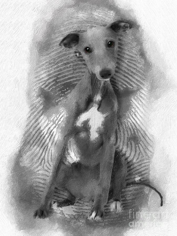 Whippet Puppy No 01 Digital Art By Mia Stedt