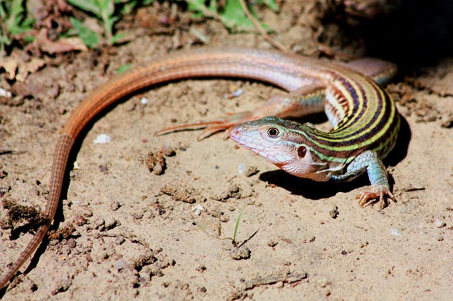 Whiptail Lizard Photograph by Sheila Brown
