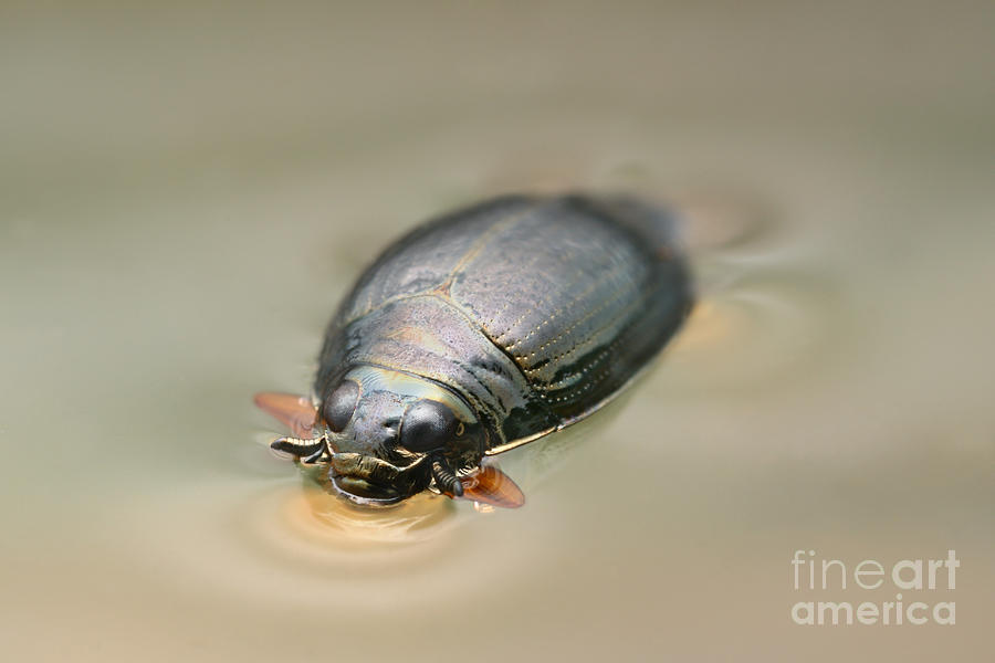 Whirligig Beetle Photograph by Matthias Lenke