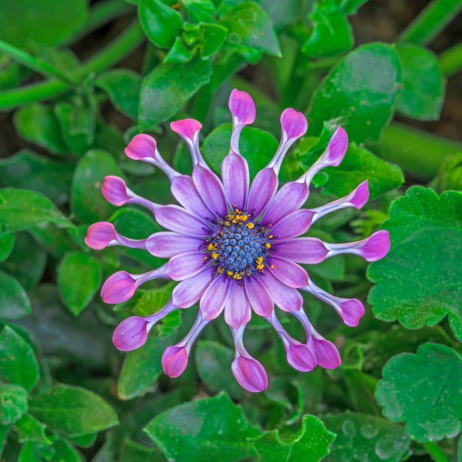 Whirligig Pink Photograph by Bijan Pirnia