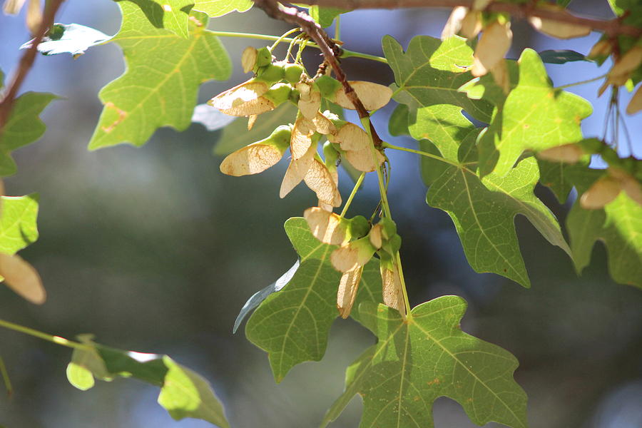 Field Maple Photograph - Whirligigs on Field Maple in New Mexico by Colleen Cornelius