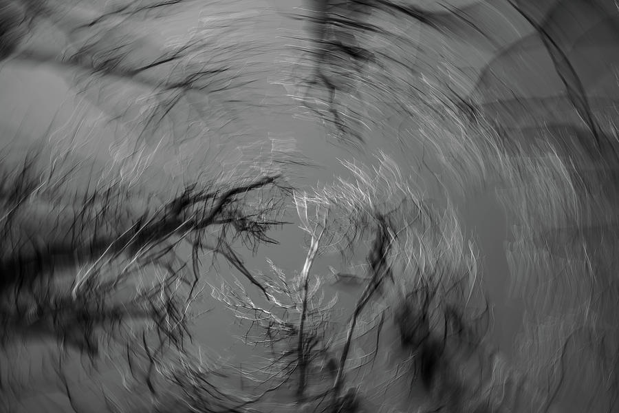 Whirling Tree Vortex Photograph by Bruce Pritchett