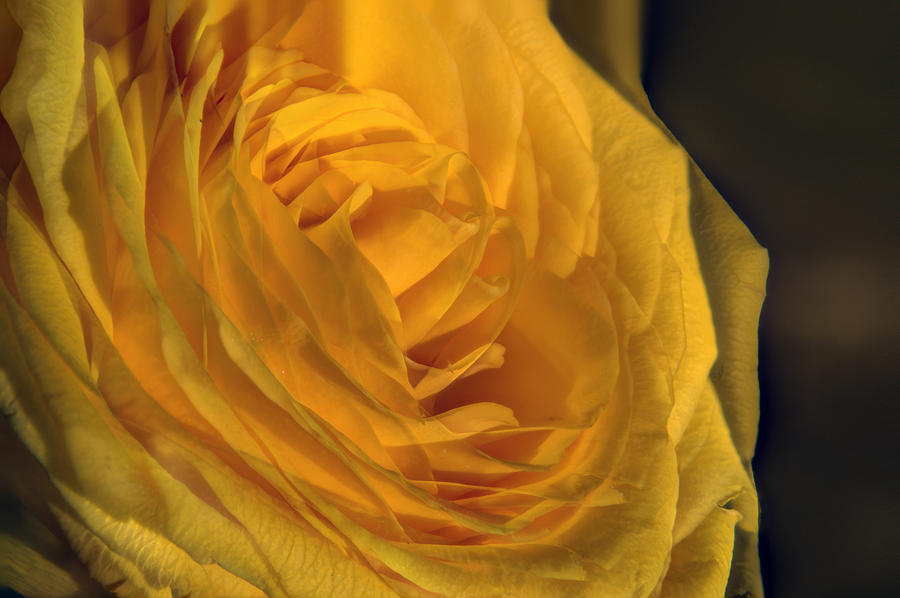 Rose Photograph - Whirls of a Yellow Rose by Douglas Barnett