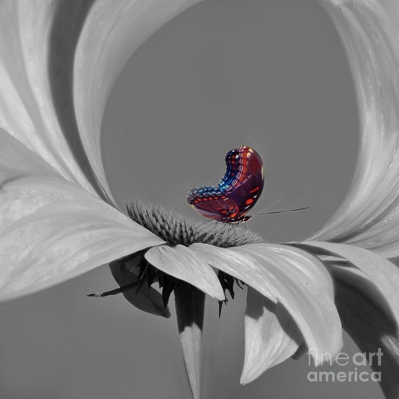 Whirlwind Butterfly 3 Digital Art by Diana Rajala