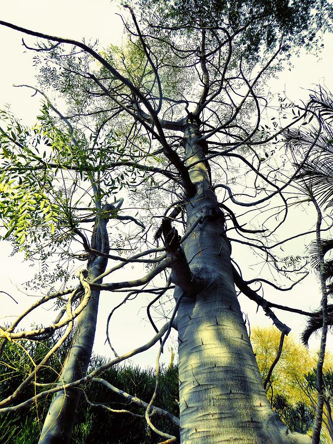 Tree Photograph - Whirlygig 2 by David Givens