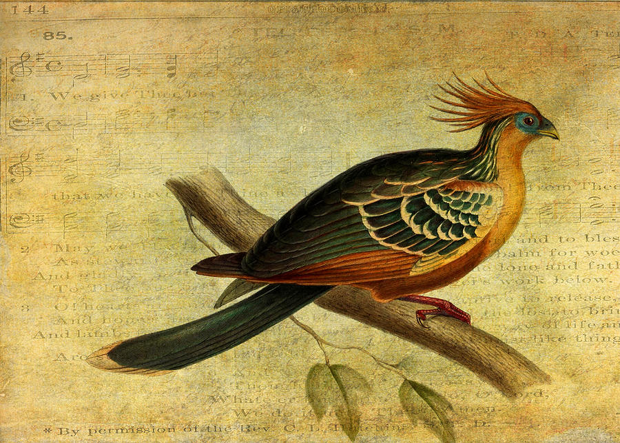 Canje Pheasant Digital Art - Whirring Pheasant Springs by Sarah Vernon Canje Pheasant Digital Art - Whirring Pheasant Springs by Sarah Vernon
