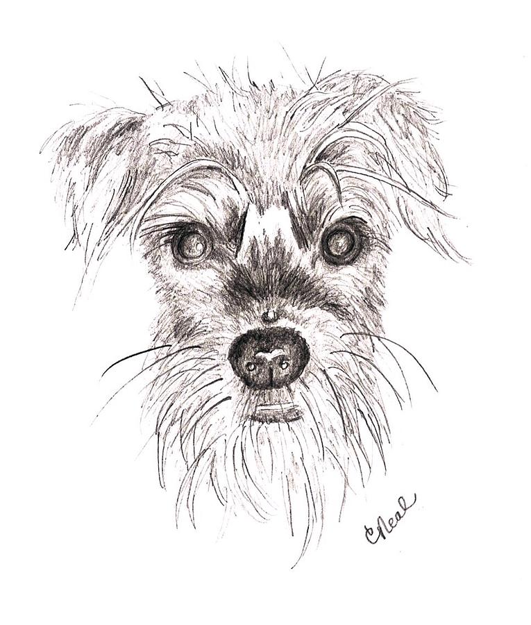 Whiskers Drawing by Carol Neal