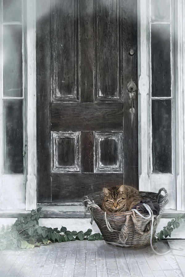 Whiskers In Wicker Photograph by Robin-Lee Vieira