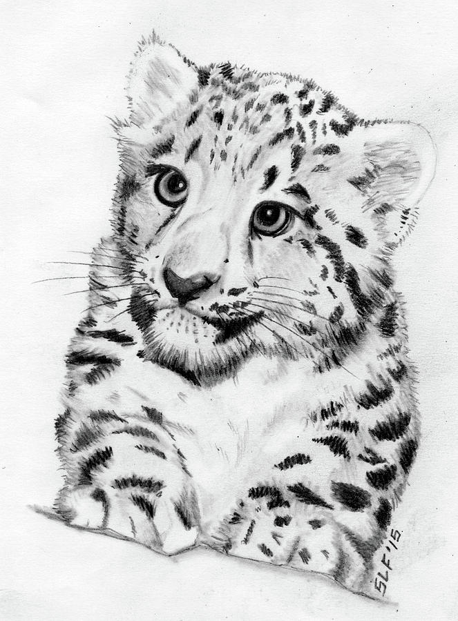 Whiskers Drawing by Suzanne Feld - Fine Art America