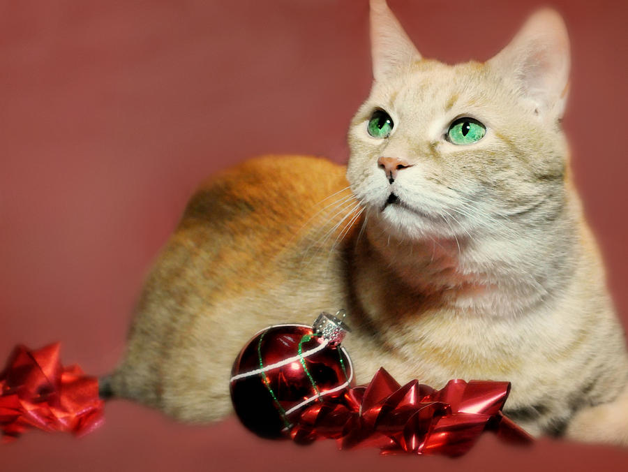 The Christmas Cat Photograph by Diana Angstadt