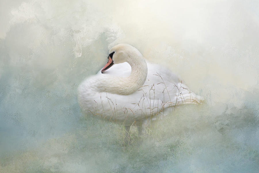 Swan Photograph - Whisper in the Mist by Lynn Bauer
