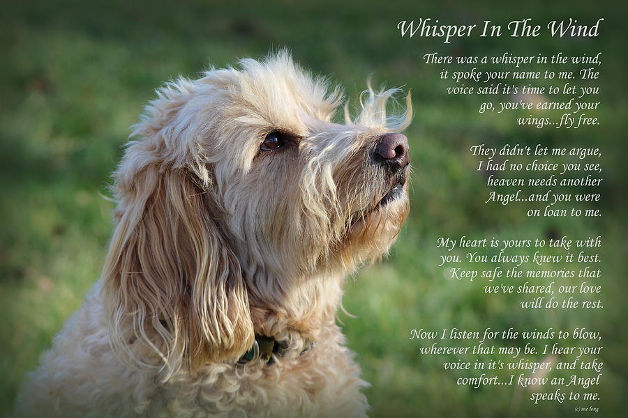 Whisper in the Wind Golden Doodle Photograph by Sue Long