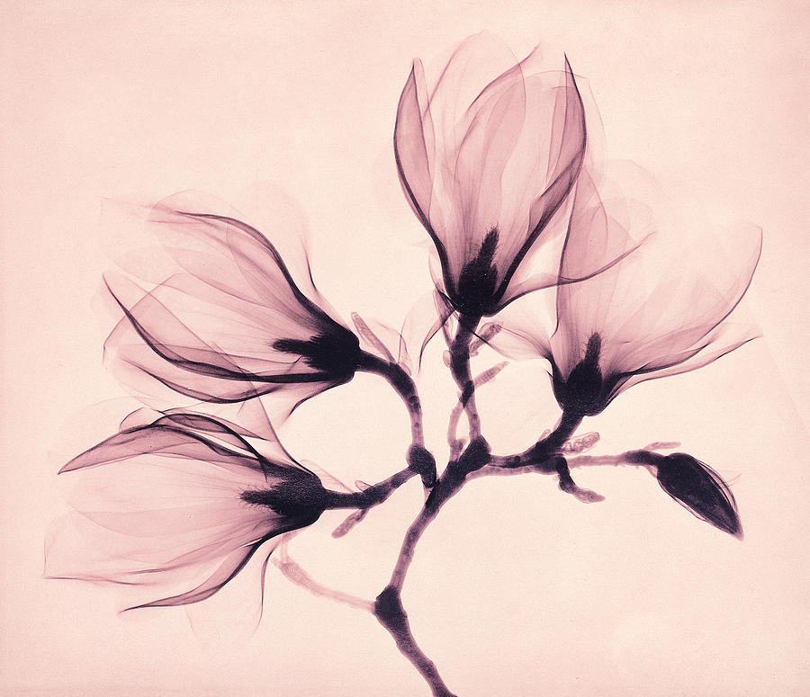 Magnolia Movie Painting - Whisper Magnolia by Mindy Sommers