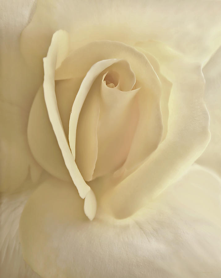 Whisper of a Soft Yellow Rose Flower Photograph by Jennie Marie Schell