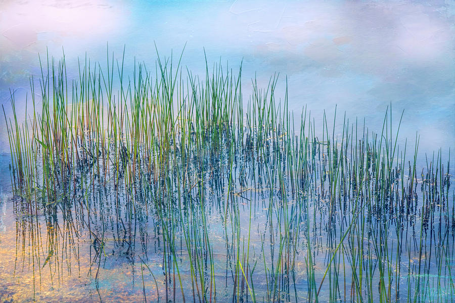 Whisper of the Reeds Photograph by John Rivera