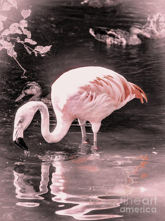 Whisper Pink Flamingo Photograph by Lisa Kilby