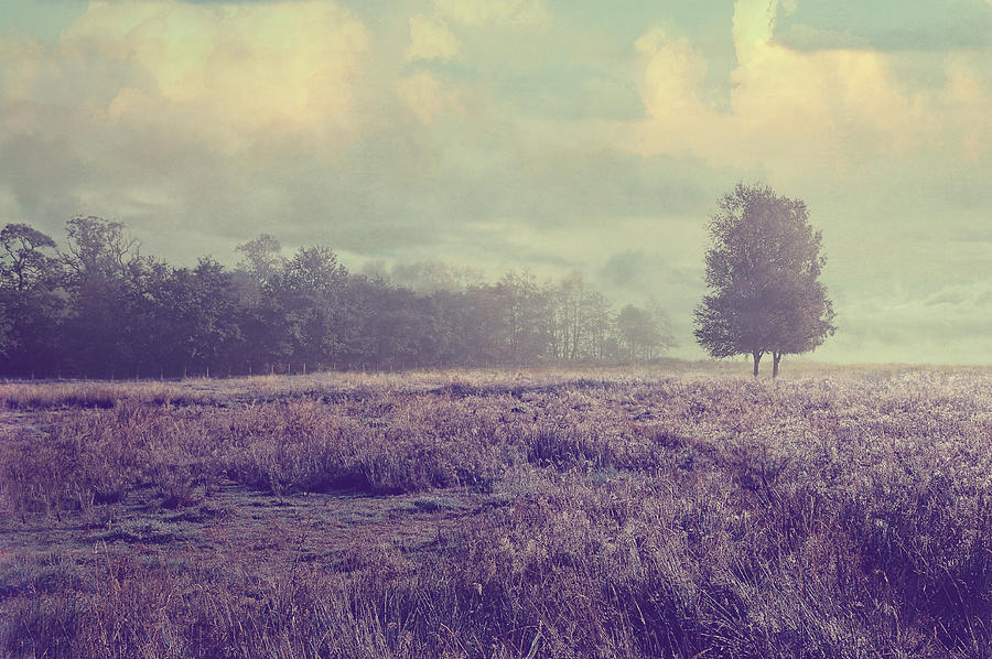 Whispering Fields Photograph by Jenny Rainbow