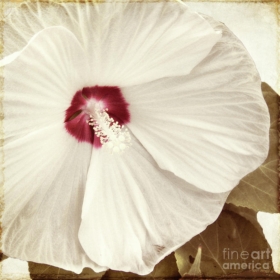 White Hibiscus Painting - Whispering Hibiscus by Mindy Sommers