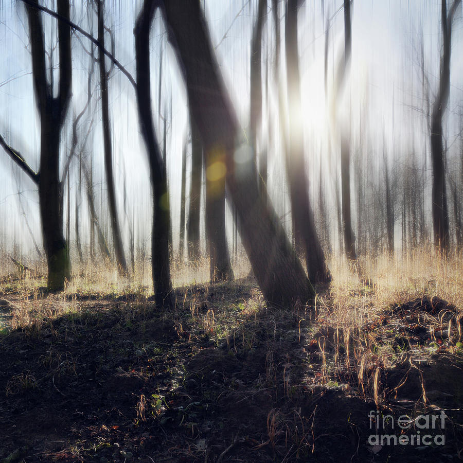 Whispering Trees Photograph by Kate Sadler Fine Art America