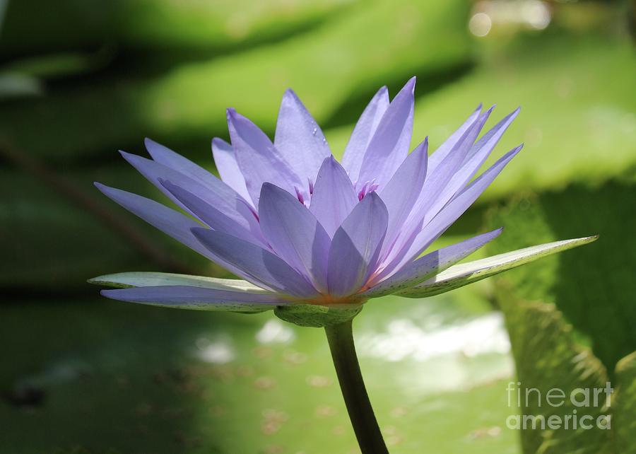Flowers Still Life Photograph - Whispering Water Lily by Carol Groenen