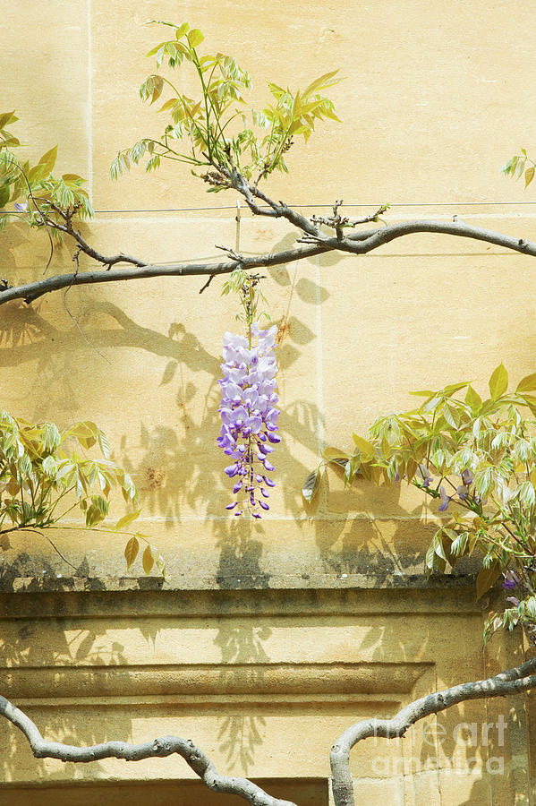 Whispering Wisteria Photograph by Tim Gainey