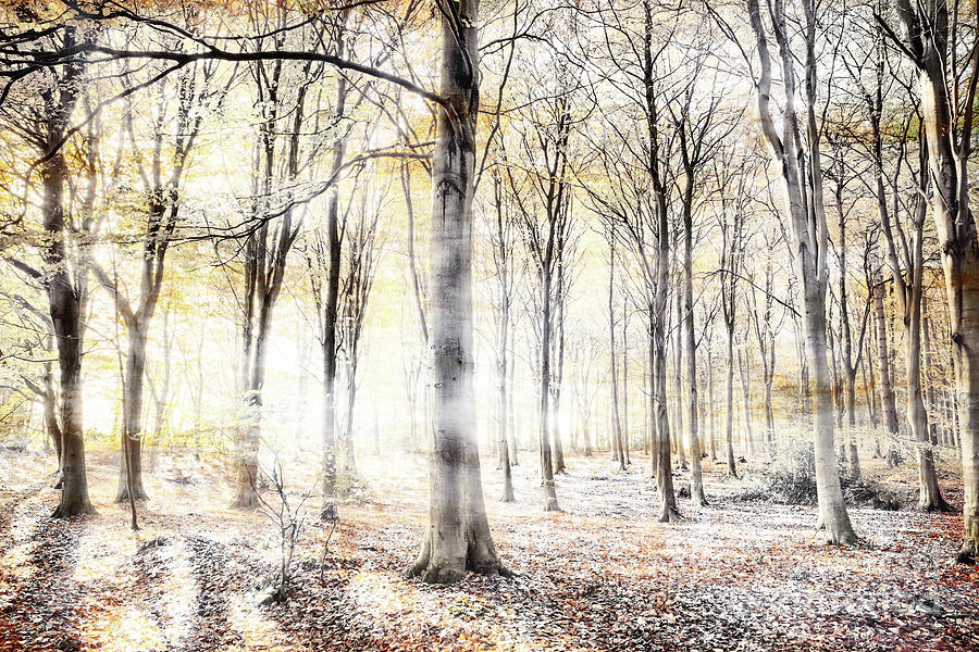 Whispering woodland in autumn fall Photograph by Simon Bratt