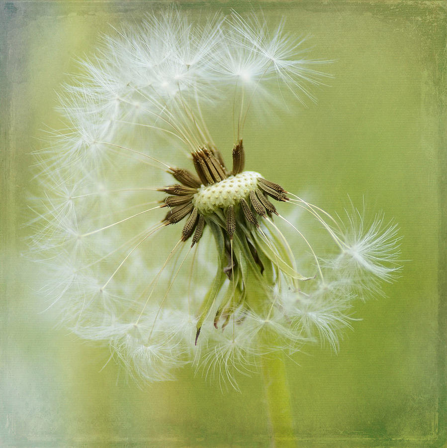 Nature Photograph - Whispers In The Wind by Fraida Gutovich