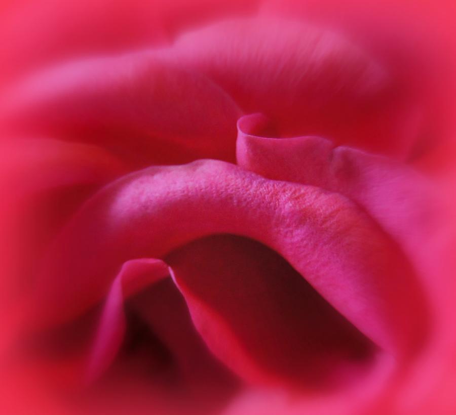 Rose Photograph - Whispers by Kathy Bucari