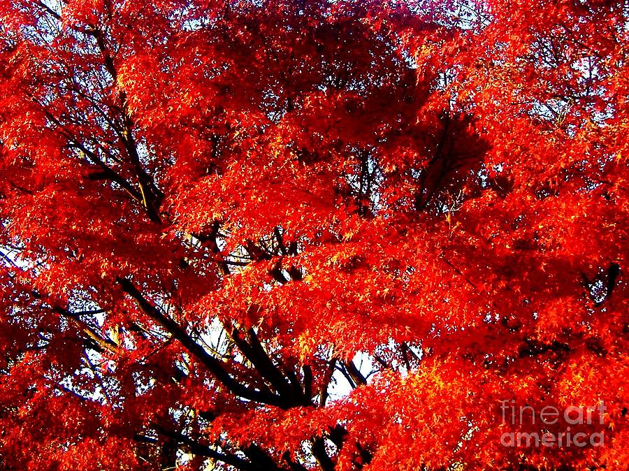 Japanese Photograph - Whispers Of A Japanese Maple by Juliette Carter-MarShall Japanese Photograph - Whispers Of A Japanese Maple by Juliette Carter-MarShall