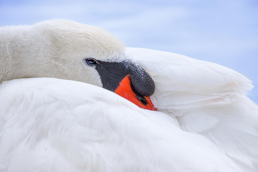 Swan Photograph - Whispers Of A Swan by Iryna Goodall