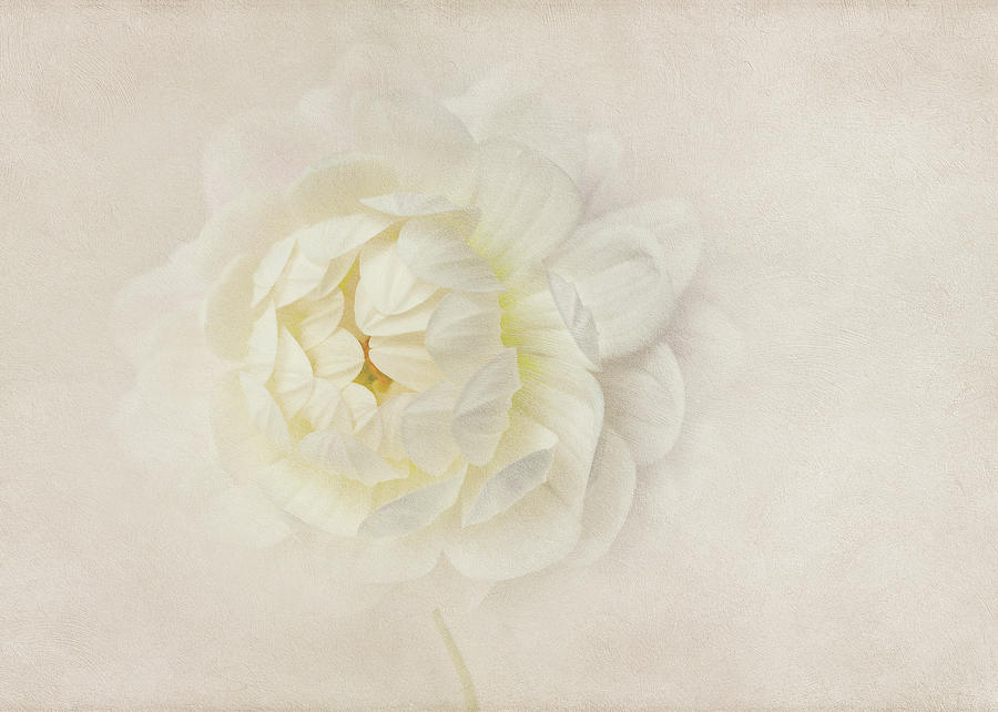 Whispers Of White Photograph by Mary Jo Allen