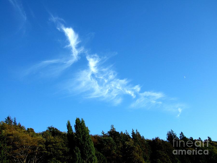 Nature Photograph - Whispy Clouds Over The Trees by Delores Malcomson