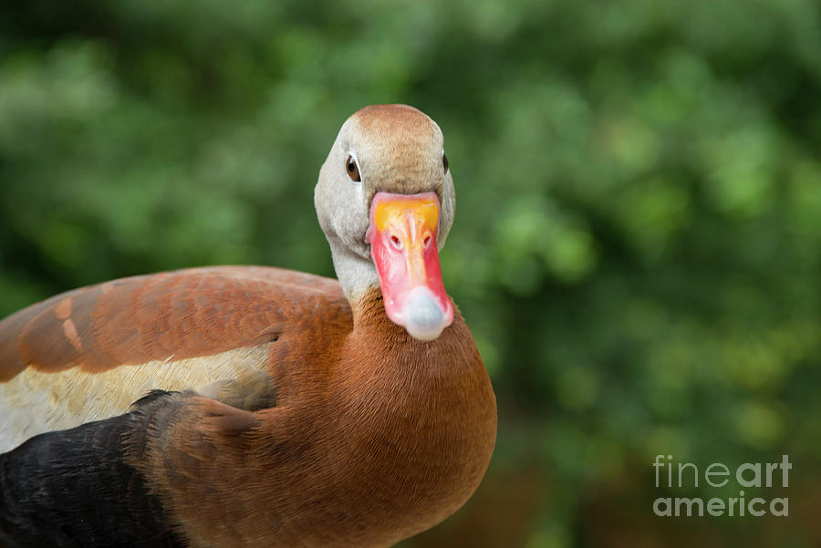 Whistling Duck Photograph by Bob Phillips