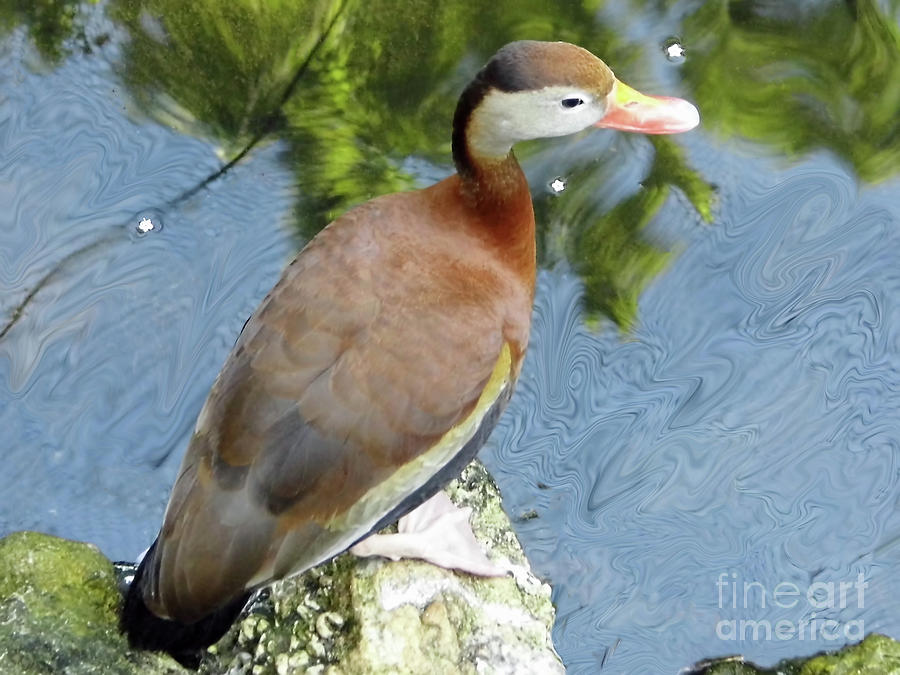 Whistling Duck Photograph by D Hackett