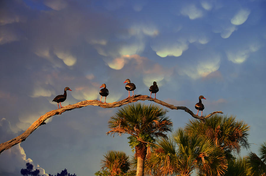 Whistling Ducks Perch Photograph by Dick Hudson
