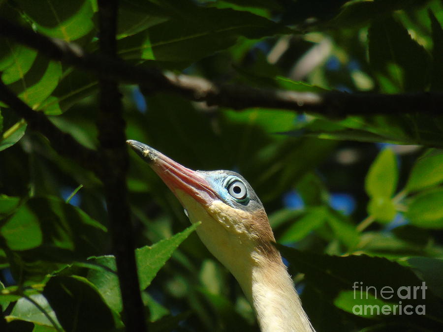 Whistling Heron V Photograph by Silvana Miroslava Albano