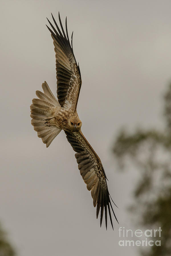 Whistling Kite 01 Photograph by Werner Padarin