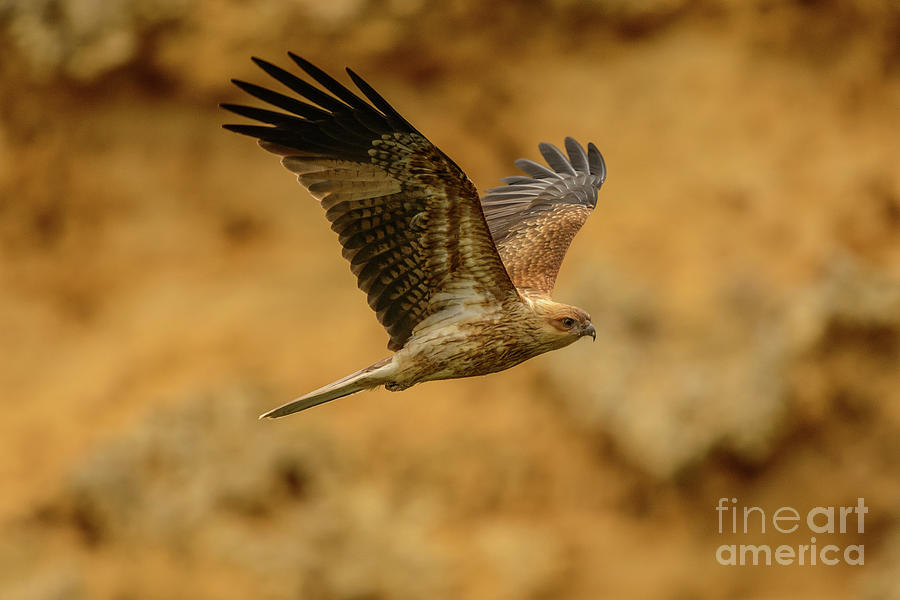 Whistling Kite 02 Photograph by Werner Padarin