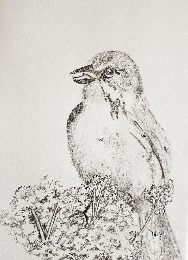Whistling Warbler Drawing by Maria Urso