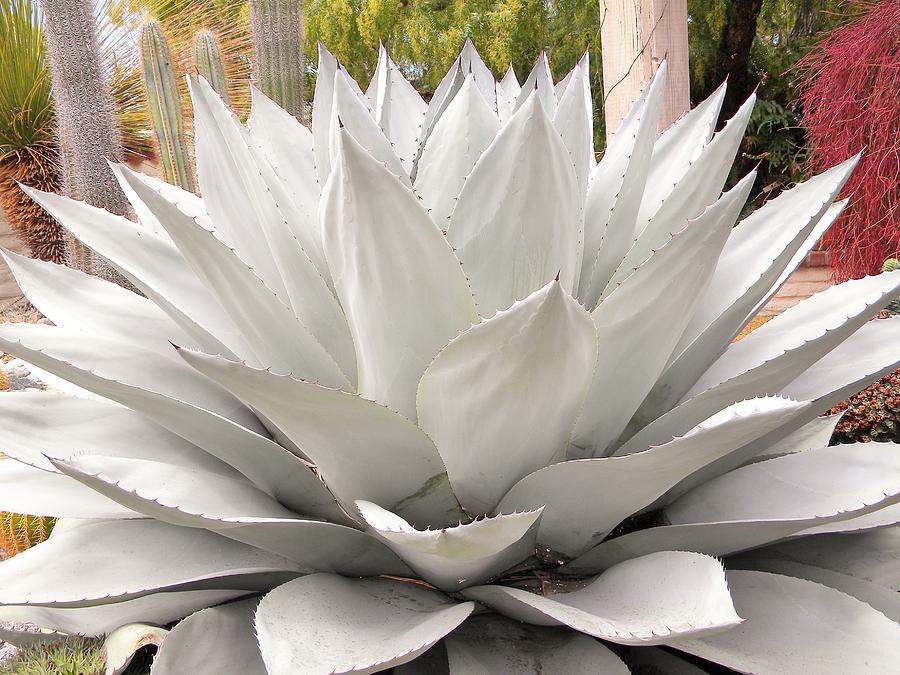 White Agave Photograph by Angela Marie - Fine Art America