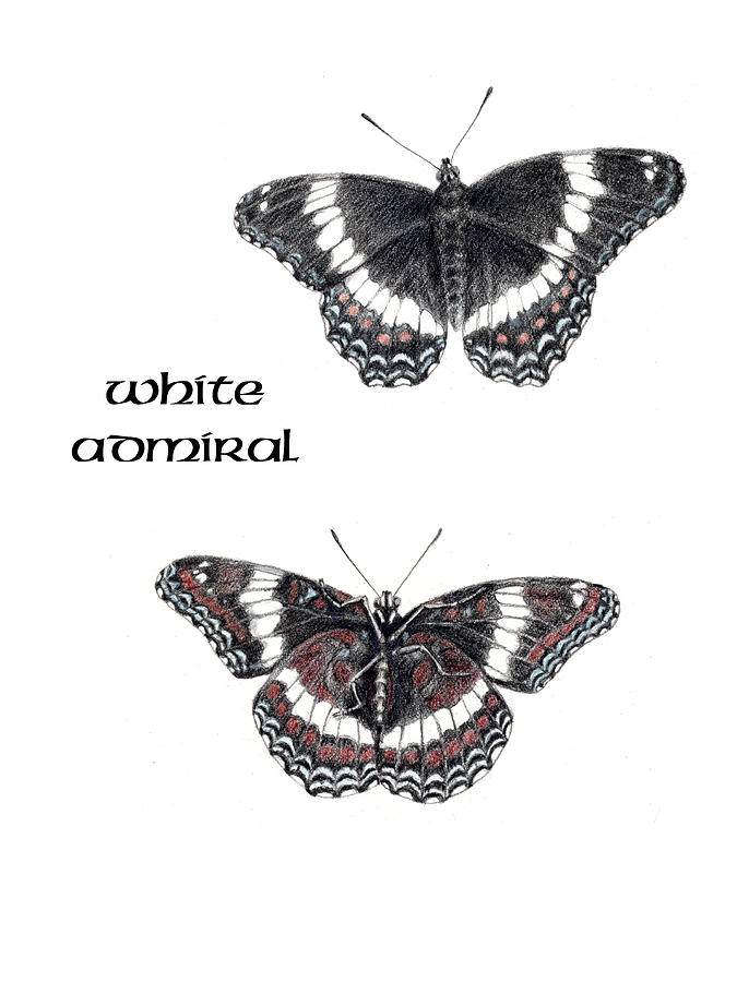 White Admiral Butterfly Drawing by Betsy Gray