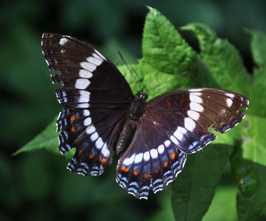 White Admiral Butterfly Photograph - White Admiral Butterfly by Crystal Miller