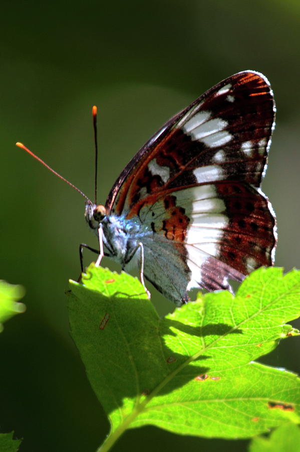 White Admiral Butterfly Photograph by Ian Sanders