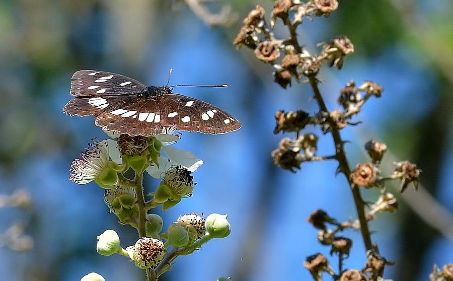 Butterfly Photograph - White Admiral Butterfly by Simon Holdsworth