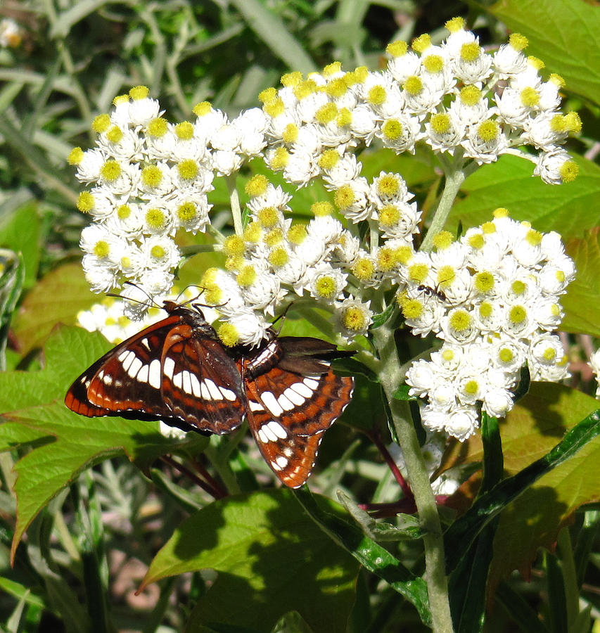 White Admiral Photograph by Tracey Levine
